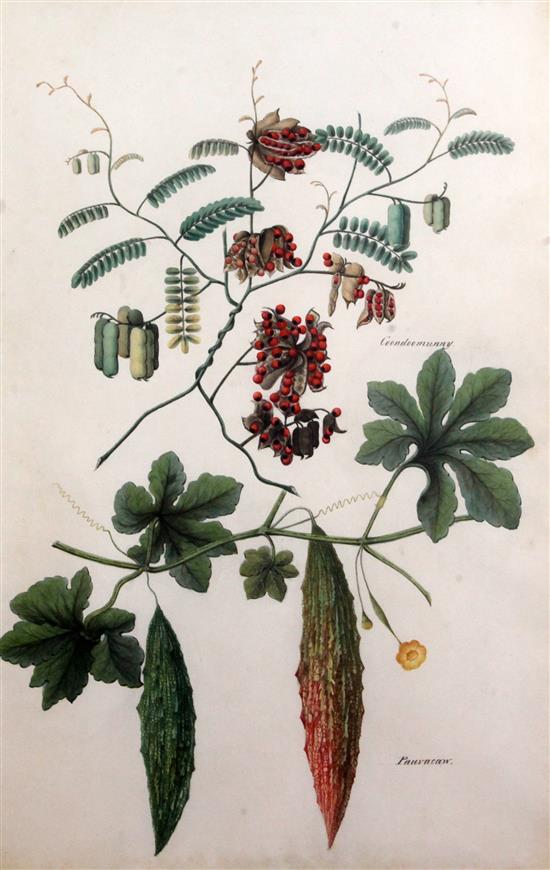 Indian School c.1840 Pauvacaw and Coondoomunny; Unripe Mangoes; Rangoon Creeper; Moonthree Pulham 21 x 14in.